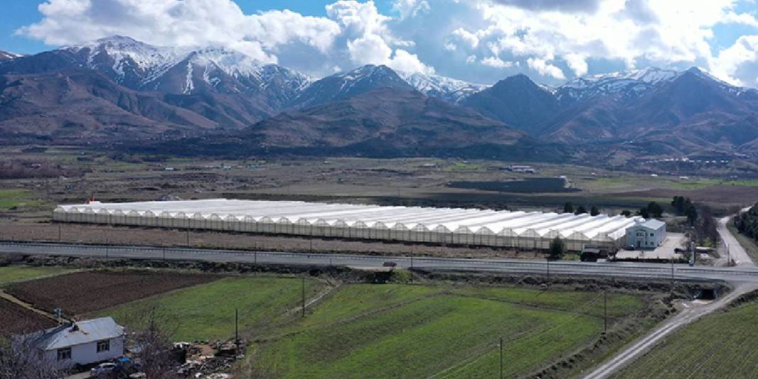 Güneş enerjisi destekli topraksız üretim: Yılda 600 tonu buluyor 7